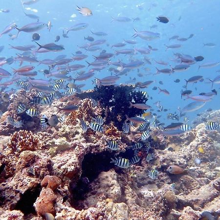 Maleo Moyo Hotel & Dive Resort Moyo Island エクステリア 写真