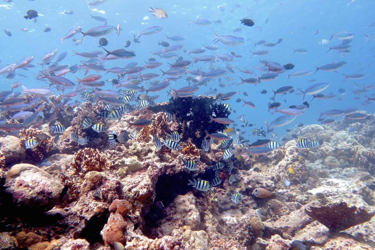 Maleo Moyo Hotel & Dive Resort Moyo Island エクステリア 写真